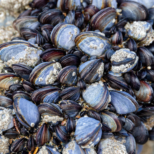 Whole Blue Mussels, Cooked