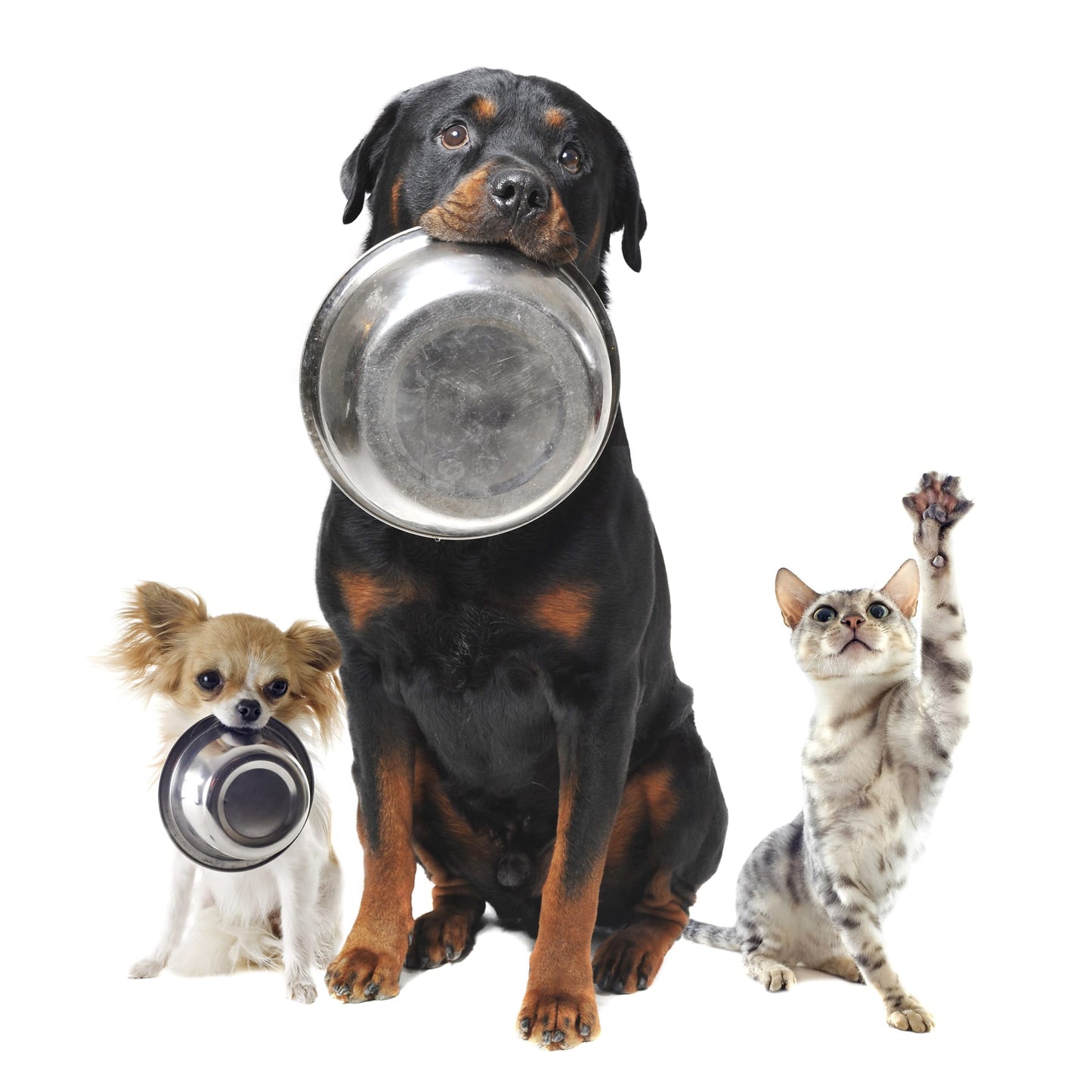 Pet Food